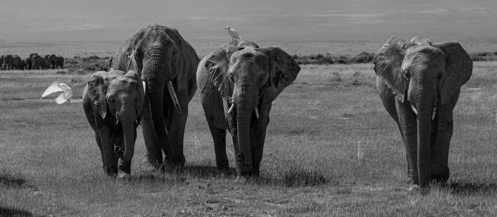 Tarangire & Arusha Explorer Safari