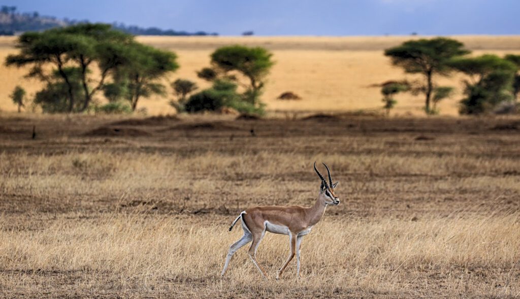 Serengeti National Park