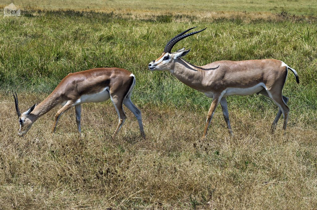 Tanzania Luxury Safaris Wilderness