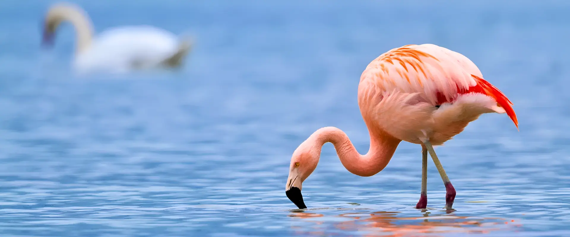 unique wildlife experiences