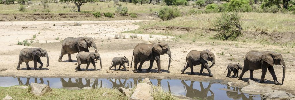 Best Time to Experience Tanzania