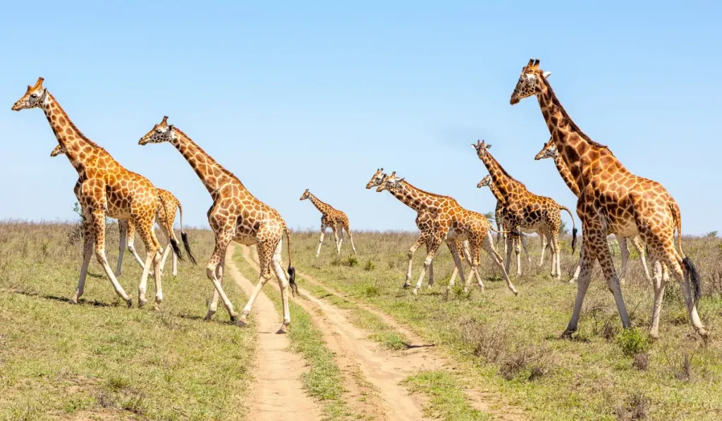 Northern Safari Circuit