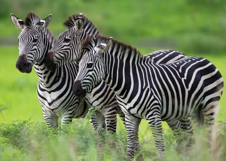 Tanzania Ultimate Wildlife Safari