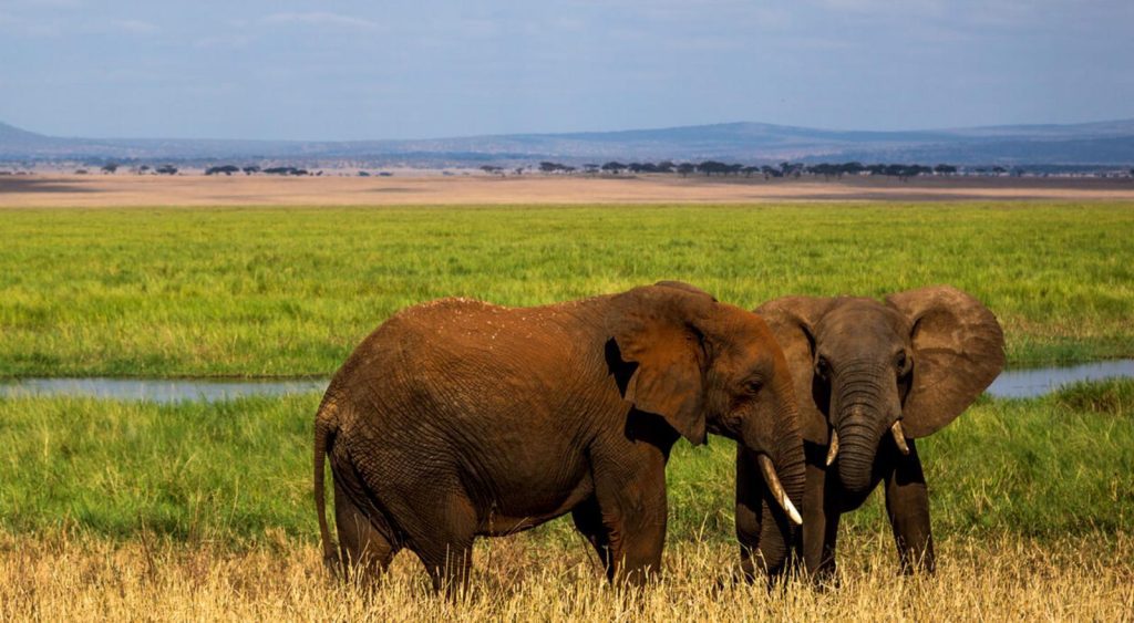 Tanzania Safari Packages