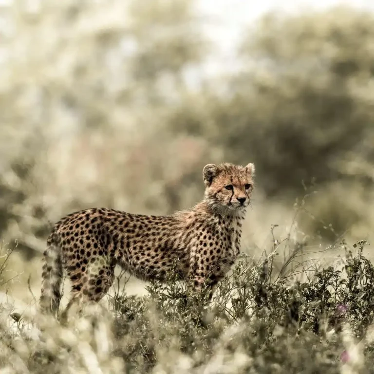 Tanzania Big Five Safari