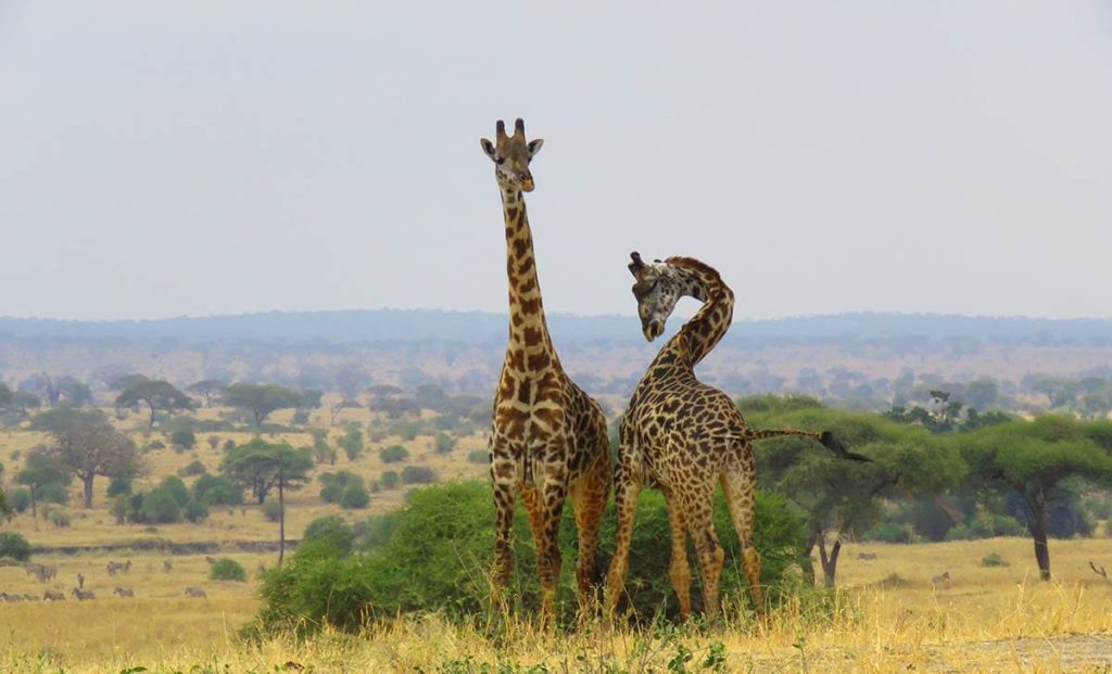 Tanzania Wildlife Explorer Safari