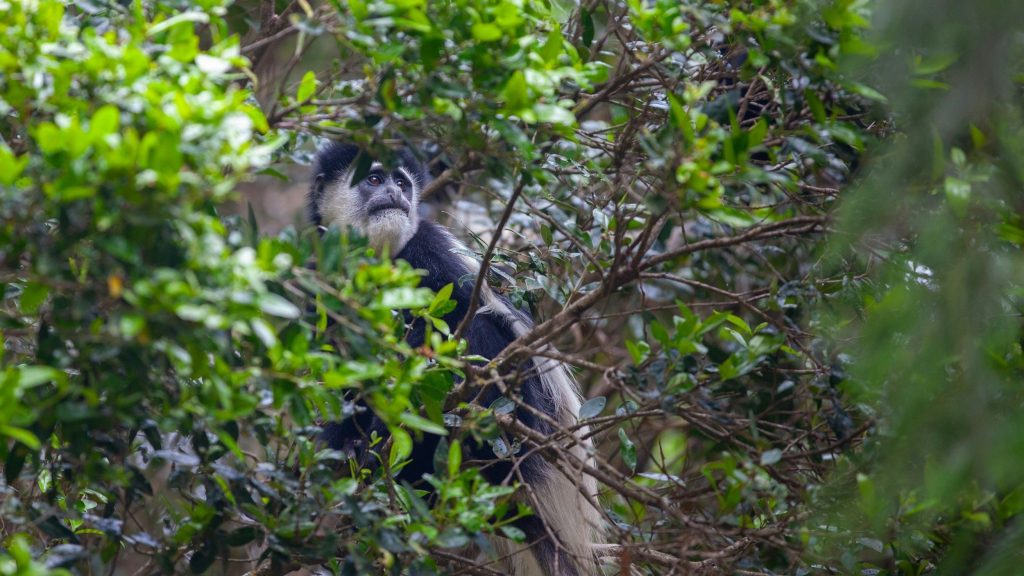 Tanzania family safari tips